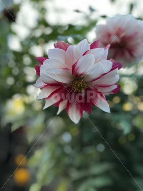 꽃,예쁜꽃,건강함,생동감,싱그러움,향수,향기,좋은냄새,꽃차,전통차,flower,자연,네추럴,가을,정원,예쁜사진,꽃사진,가을사진,식물,자연,plants,nature,꽃,flower
