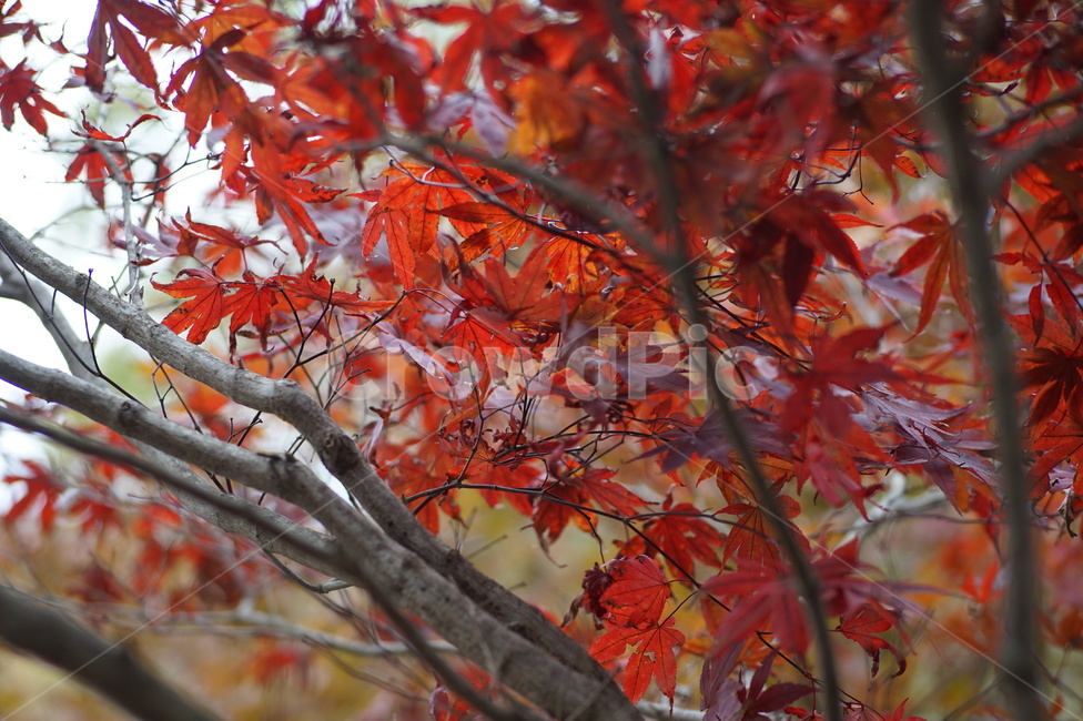 단풍,maple,나무,tree,식물,plant,잎,가을,계절,fall,autumn,season,leaf
