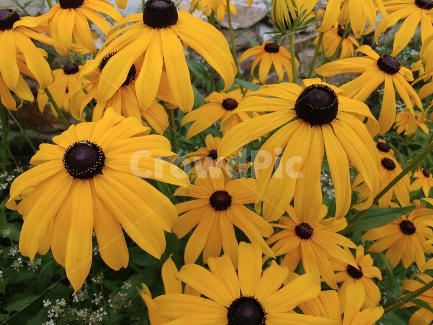 루드베키아,쌍떡잎식물,초롱꽃목,국화과,식물,coneflower,숙근성초화