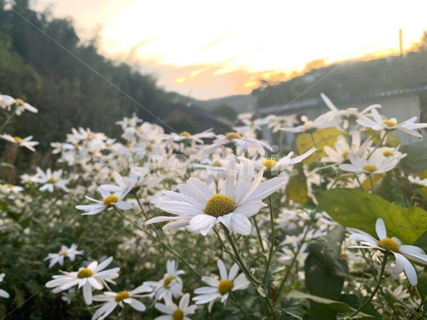 plant,식물,꽃,잔디,flowers,grass