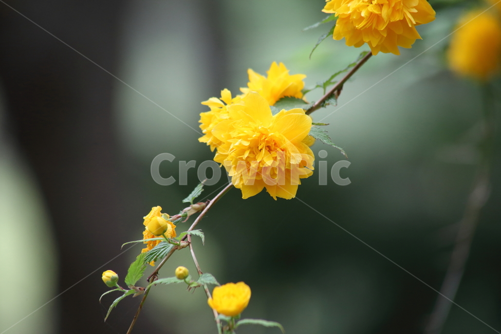 죽단화,꽃,봄,황매화,kerriajaponica