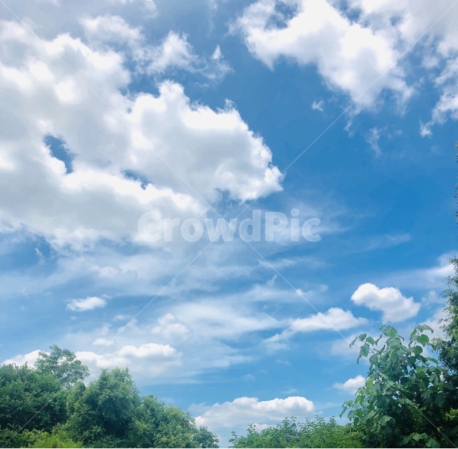 하늘,구름,나무,푸른하늘,여름하늘,sky,cloud,tree,summer,summersky,배경