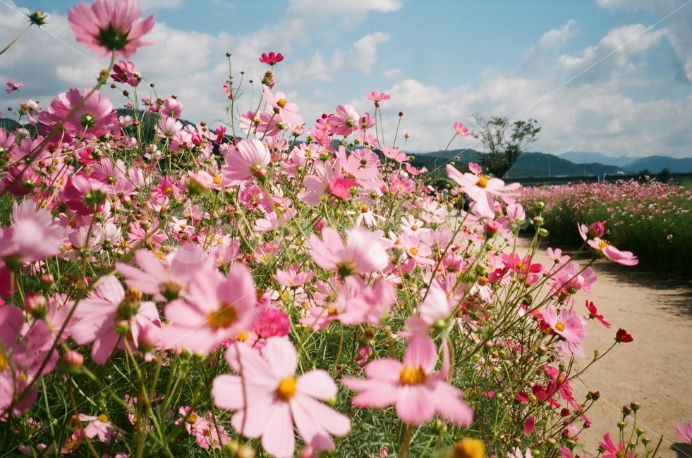 꽃,코스모스,가을,시골길,분홍,가을,계절,fall,autumn,season,식물,자연,plants,nature,꽃,flower,감성,sensible,feeling,blossom,geranium,제라늄,plant