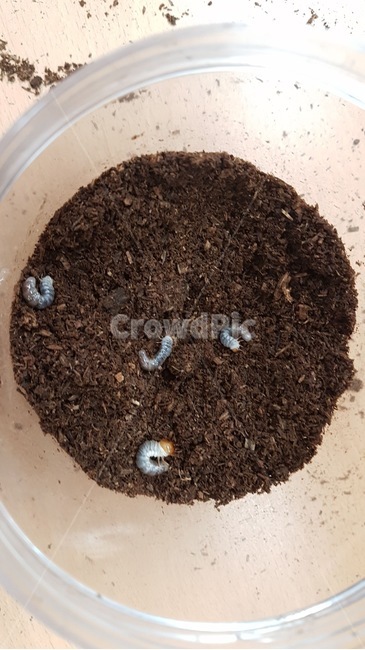 사슴벌레,애벌레,자연,곤충,bug,nature,soil,흙