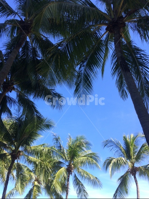 여름,야자수,여름하늘,청량,나무,파란하늘,자연,풍경,nature,landscape,summer,tree,palm tree,plant,식물