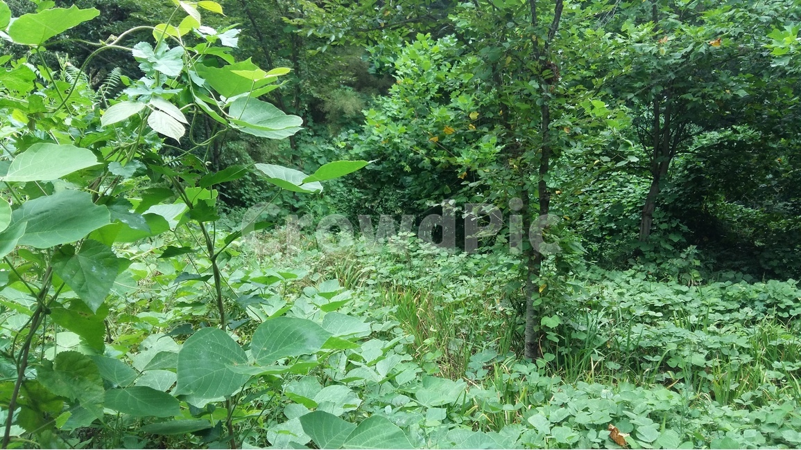 나무,자연,숲,풍경,산책,자연,풍경,nature,landscape,plant,식물