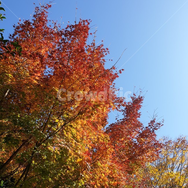 단풍,알록달록,식물,나무,자연,빨강,노랑,주황,초록,plant,leaf,잎,tree,maple,계절,가을,하늘,풍경,가을,계절,fall,autumn,season