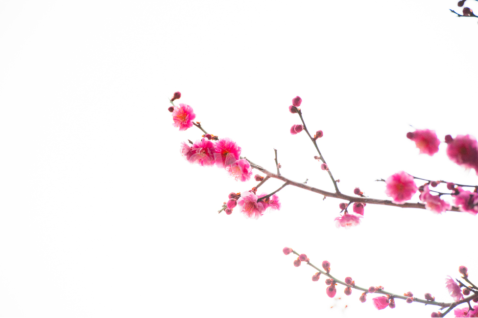 홍매화,봄,꽃,화목,회춘,매화,봄,계절,spring,season,식물,자연,plants,nature,꽃,flower,plant,blossom,petal,꽃잎