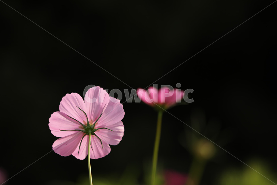 연분홍,가을,자연,코스모스,둘,식물,자연,plants,nature,꽃,flower