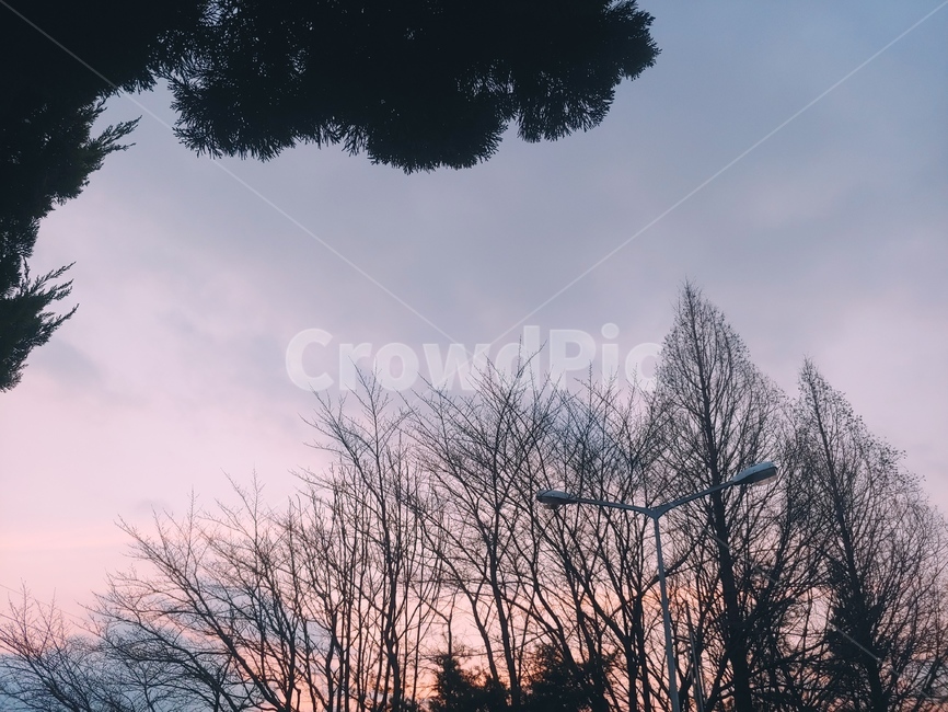 나무,하늘,퇴근,노을,풍경,자연,풍경,nature,landscape