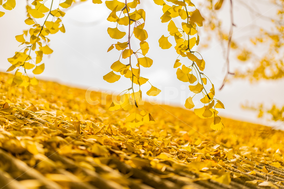 plant,식물,leaf,잎,나무,tree,은행나무,가을,자연,배경,가을,계절,fall,autumn,season,식물,자연,plants,nature,나무,trees,wood