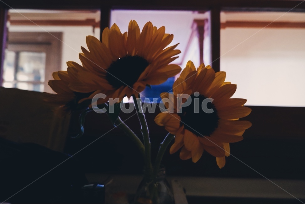식물,flower,꽃,해바라기,sunflower,plant,식물,자연,plants,nature,꽃,flower
