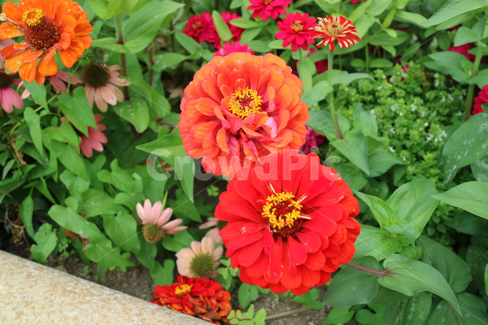 식물,blossom,제라늄,달리아,dahlia,꽃잎,식물,자연,plants,nature,꽃,flower