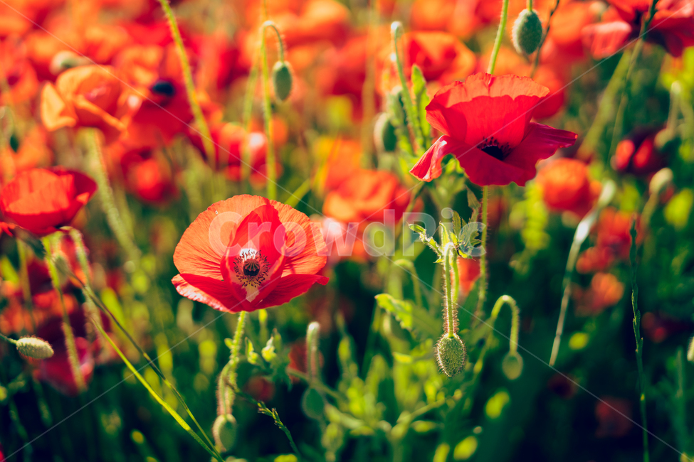 꽃,봄,가을,봄꽃,감성,꽃사진,자연,식물,자연,plants,nature,꽃,flower