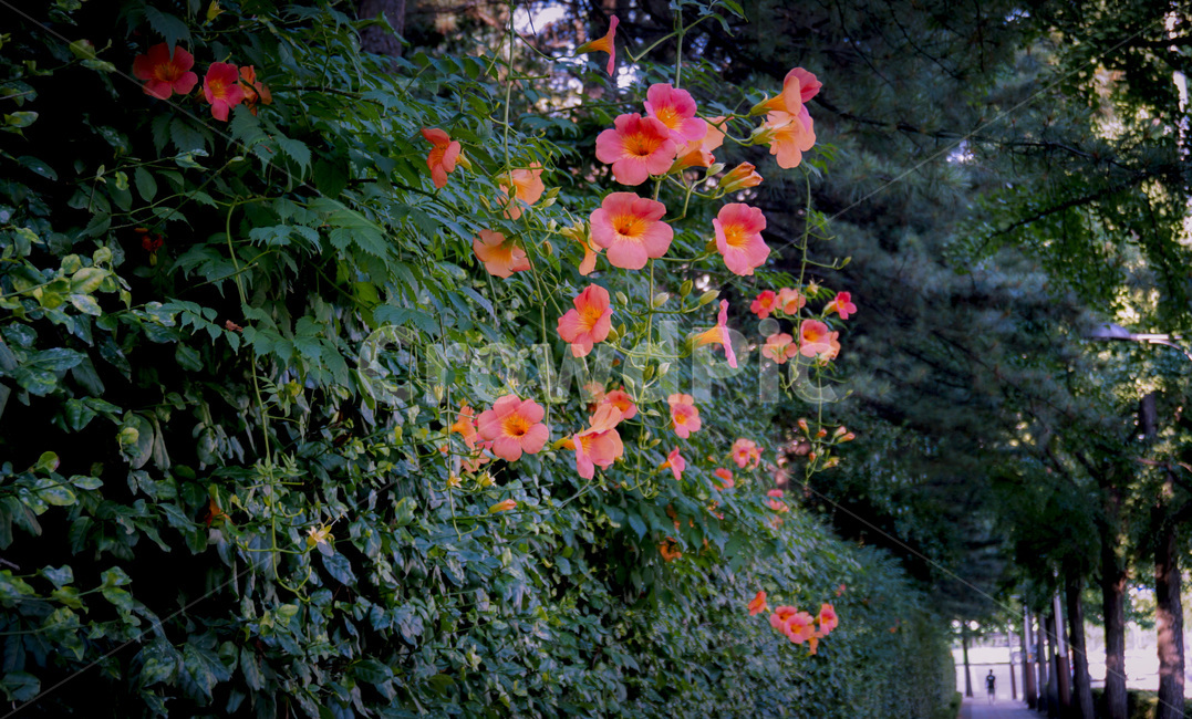 능소화,핑크,색감,꽃,정원,담장,식물,자연,초록,chinesetrumpetcreeper,color,flower,garden,plant,nature,green,greenery,식물,자연,plants,nature,꽃,flower