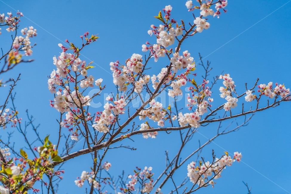 제주,유채꽃,봄,벚꽃,바다,하늘,파란하늘,푸른바다,노란꽃,맑은날씨,field,들,grassland,outdoors,옥외,spring,plant,식물,blossom,꽃,flower
