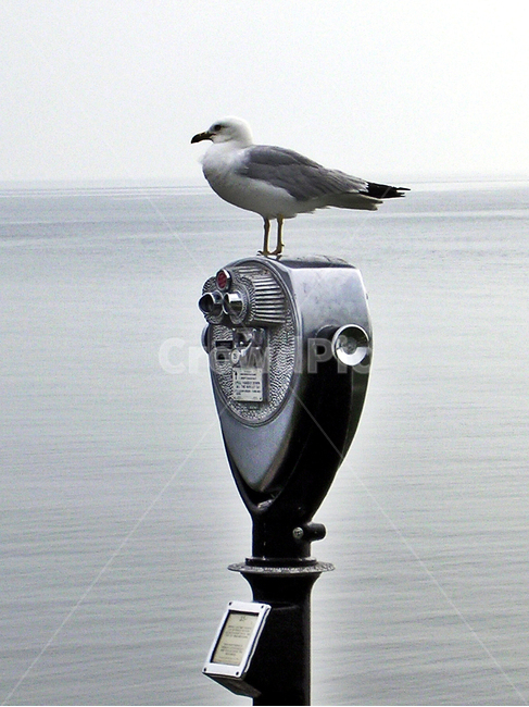 갈매기,새,동물,조류,휴식,동물,animal,조류,새,birds