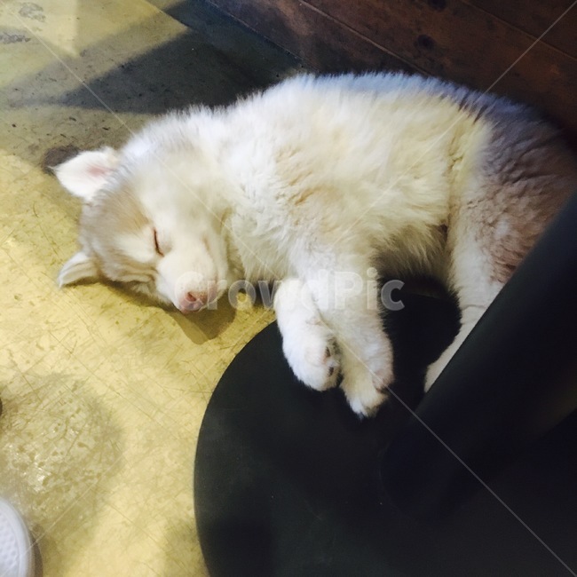 강아지,개,허스키,잠,기절