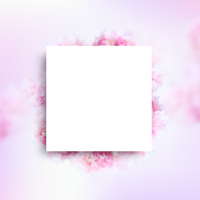 꽃,봄,프레임,백그라운드,배경이미지,식물,내츄럴,꽃송이,꽃잎,카네이션,분홍,핑크,카피스페이스,봄,계절,spring,season,기념일,축하,anniversary,congratulation,celebrate,celebration