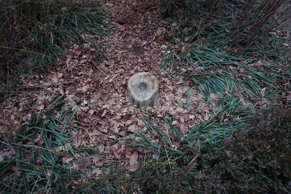 나무,흙,어두운,초록색,그루터기,나무밑동,식물,자연,plants,nature