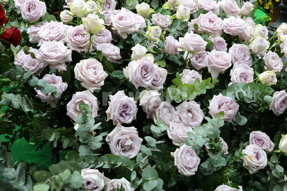 장미,꽃,장미꽃,나무,식물,원예종,관상용,식물,자연,plants,nature,꽃,flower