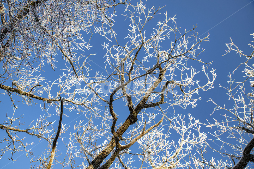 태백산,상고대,겨울,눈꽃,겨울풍경,풍경,산,겨울산,설산,겨울,계절,winter,season,자연,풍경,nature,landscape