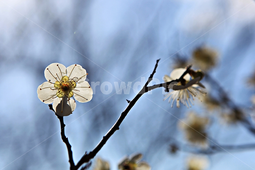 매화꽃,매화,꽃,매화나무,자연,배경,봄,계절,spring,season,식물,자연,plants,nature,꽃,flower,plant