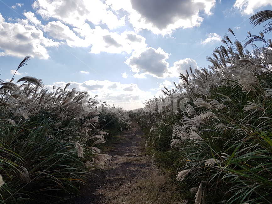 억새,억새밭,flamegrass,grass,새별오름