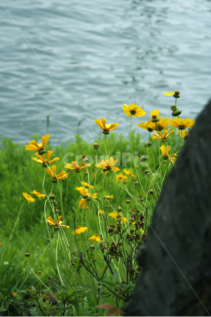 금계국,식물,flower,plants,nature,꽃,꽃봉오리,꽃밭,식물,자연,plants,nature,꽃,flower