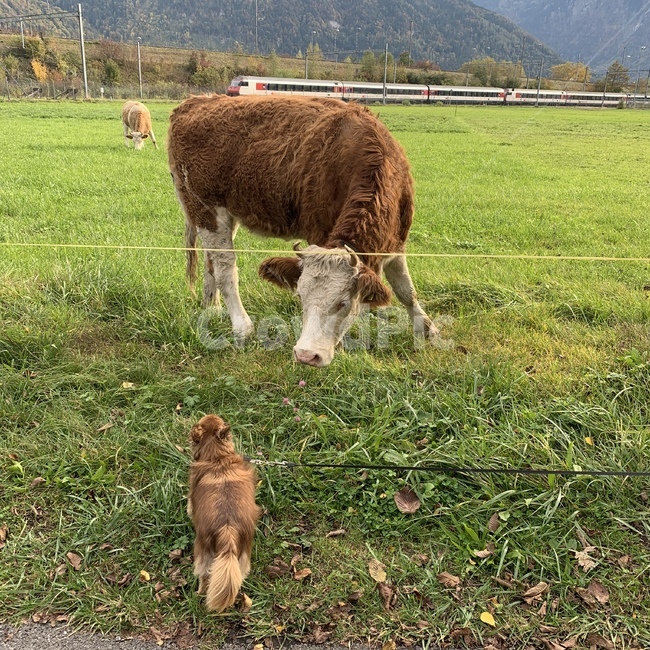 nature,자연,outdoors,옥외,grassland,field,들,cattle,가축,cow,소,mammal,포유류,animal,동물,rural,농촌,farm,농장,countryside,meadow,목초지,동물,animal,포유류,mammal