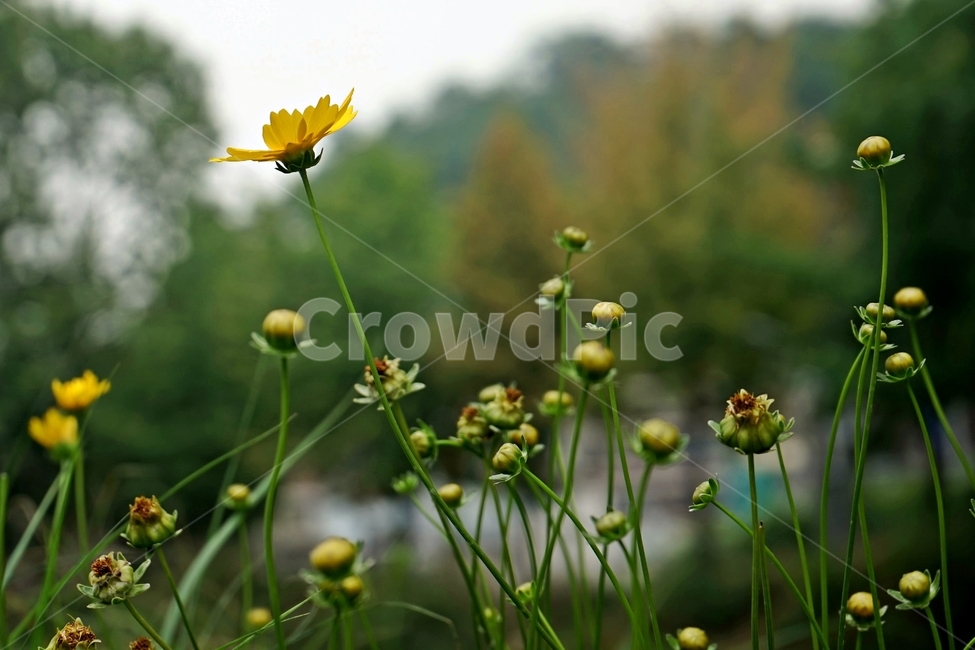 금계국,큰금계국,황색,노랑색,자연,식물,꽃,여러해살이풀,bloom,flower,gardening,관상용,beautiful,plant,식물,자연,plants,nature,꽃,flower