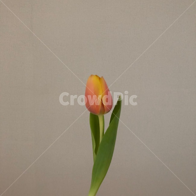 plant,식물,flower,blossom,꽃,튤립,망고튤립,자몽튤립,색감,색채,자연,감성,배경,봄,봄꽃,시즌,이벤트,그림,수채화,컨셉,콘셉,feeling,sensible,tulip,식물,자연,plants,nature,꽃,flower