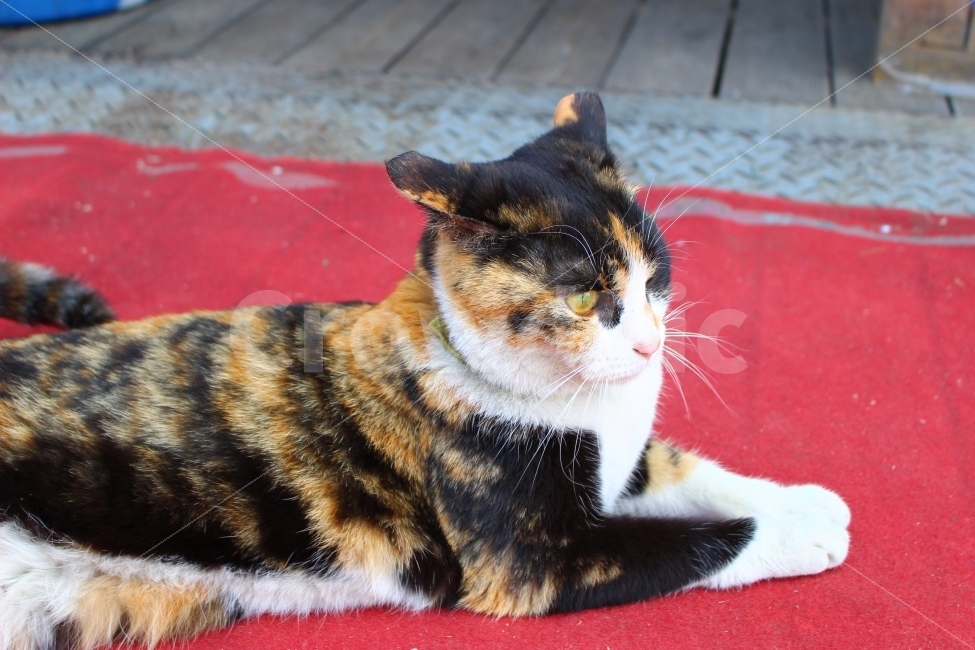 한강,건대,뚝섬,유원지,공원,애완동물,고양이,동물,animal,고양이,cat,kitten,kitty,포유류,mammal