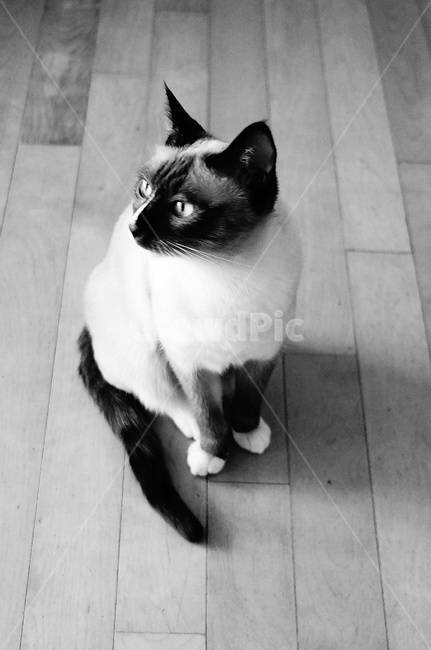 고양이,동물,흑백,cat,옆모습,샴,펫,동물,animal,포유류,mammal,고양이,cat,kitten,kitty,흑백,모노톤,monochrome,black and white