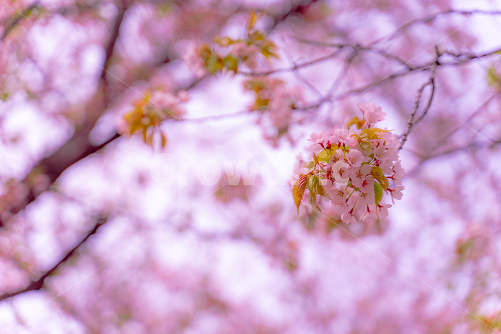 벚꽃,여의도,봄,윤중로,윤중로벚꽃길,봄,계절,spring,season,식물,자연,plants,nature,꽃,flower,plant