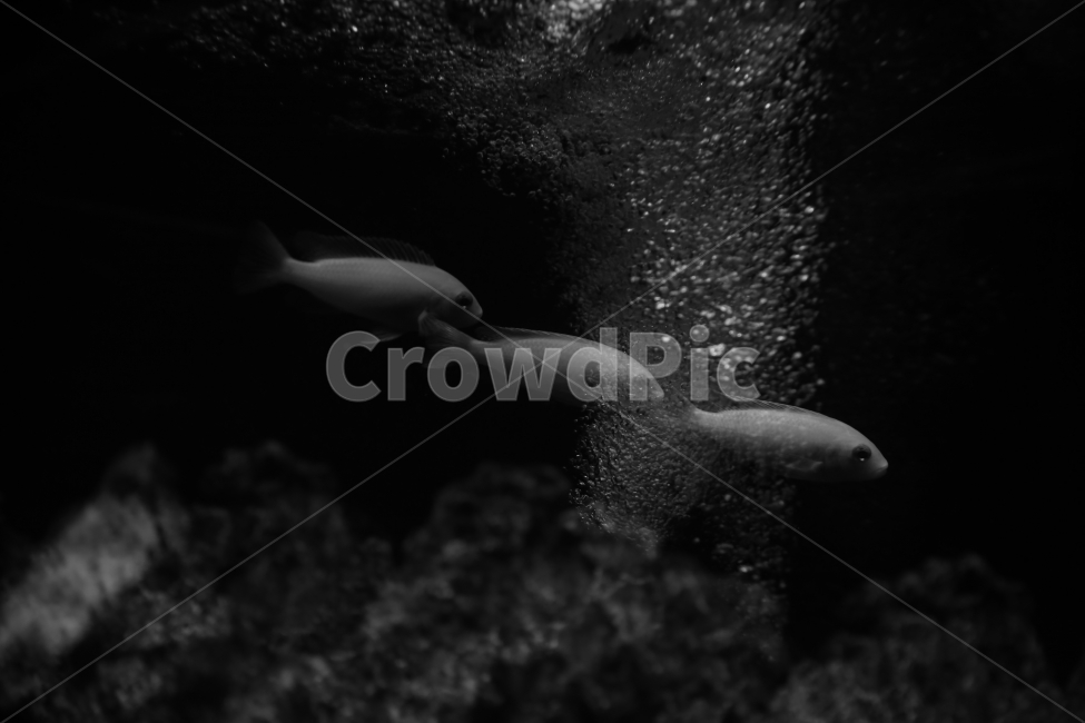 감성사진,흑백,다중노출,다중,물고기,동물,animal,어류,물고기,fish,흑백,모노톤,monochrome,black and white