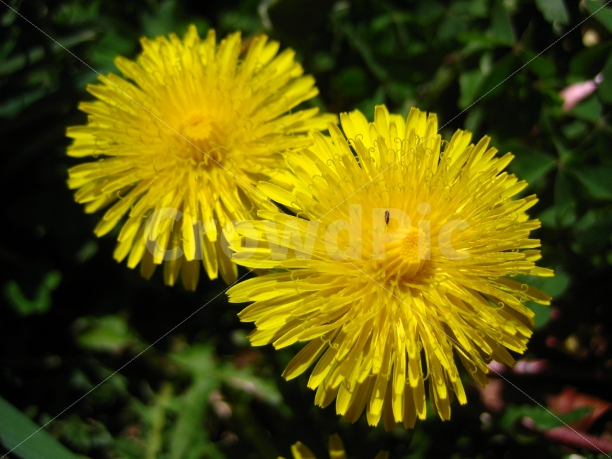 꽃,노랑,식물,가을,숲,애틀란타,식물,자연,plants,nature,꽃,flower