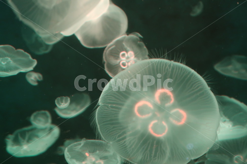 아쿠아리움,수족관,동물,수달,해파리,자연,aquarium,animal,otter,jellyfish,nature,물