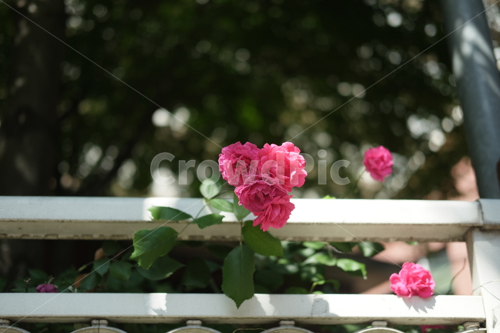 장미,분홍꽃,blossom,rose,꽃,flower,5월의꽃,맑음,화창