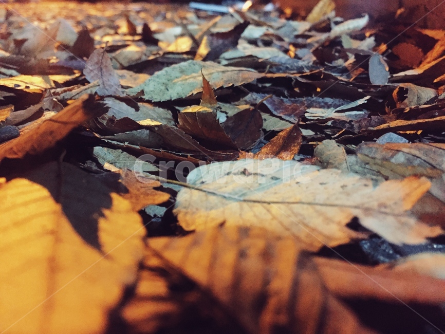 낙엽,가을,단풍,fall,나뭇잎,쓸쓸함,가을,계절,fall,autumn,season,leaf,잎,plant,식물,tree,나무