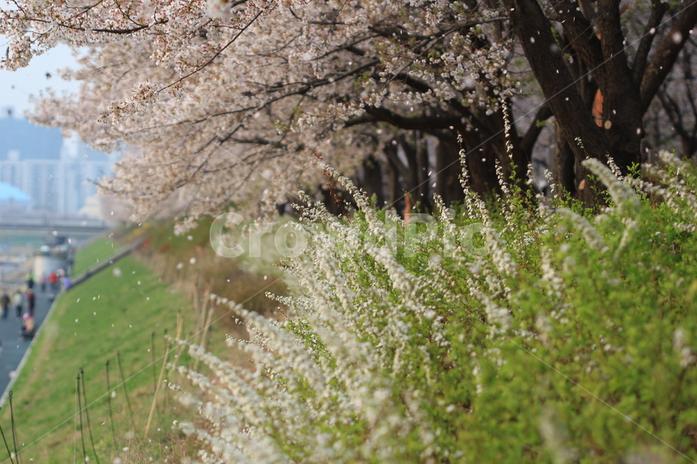 꽃,봄,flower,spring,벚꽃,cherryblossoms,안양천,봄,계절,spring,season,식물,자연,plants,nature,꽃,flower,plant,blossom,cherry blossom