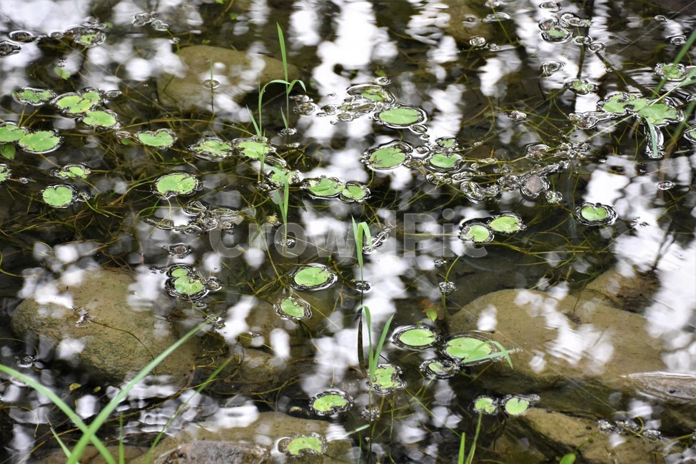 연못,호수,나뭇잎,숲속,자연,고요,자연,풍경,nature,landscape,land,땅,outdoors,옥외,water,물