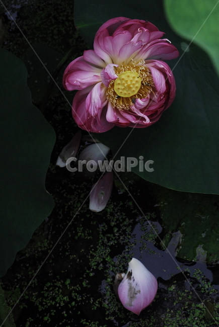 연꽃,꽃,연잎,물방울,꽃잎,식물,자연,plants,nature,꽃,flower