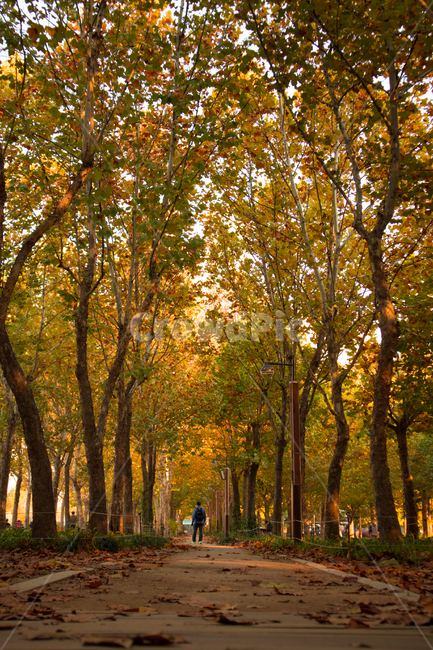 가을,단풍,은행,가을공원,햇빛,햇살,sunlight,공원풍경,자연,nature,풍경,도심풍경,autumn,fall,landscape,보라매공원,한국공원,한국공원풍경,korea,가로수,park,나무,tree,나뭇잎,낙엽,거리,공원,가을,계절,fall,autumn,season,자연,풍경,nature,landscape,사람,인물,인간,human,person,남성,남자,man,male,plant,식물,tree trunk,나무 줄기