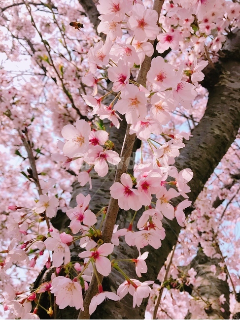 제주도,벚꽃만개,핑크색벚꽃,화창함,감성사진,jejudo,cherryblossoms,sakura,pink,식물,자연,plants,nature,꽃,flower