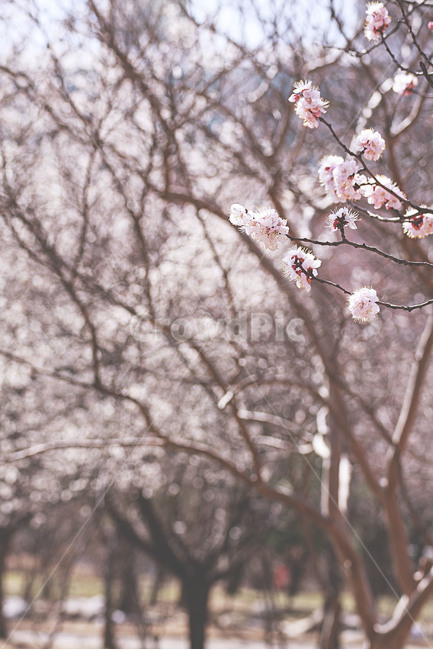 봄,꽃,매화,landscape,spring,flower,plumblossom,봄,계절,spring,season,plant,식물