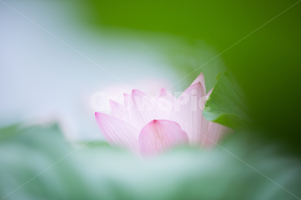 연꽃,꽃,여름꽃,식물,lotus,flower,식물,자연,plants,nature,꽃,flower