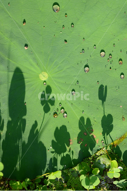 자연,근접촬영,곤충,macro,micro,녹색,green,closeup,연잎,그림자,물방울,waterdrop,식물,자연,plants,nature