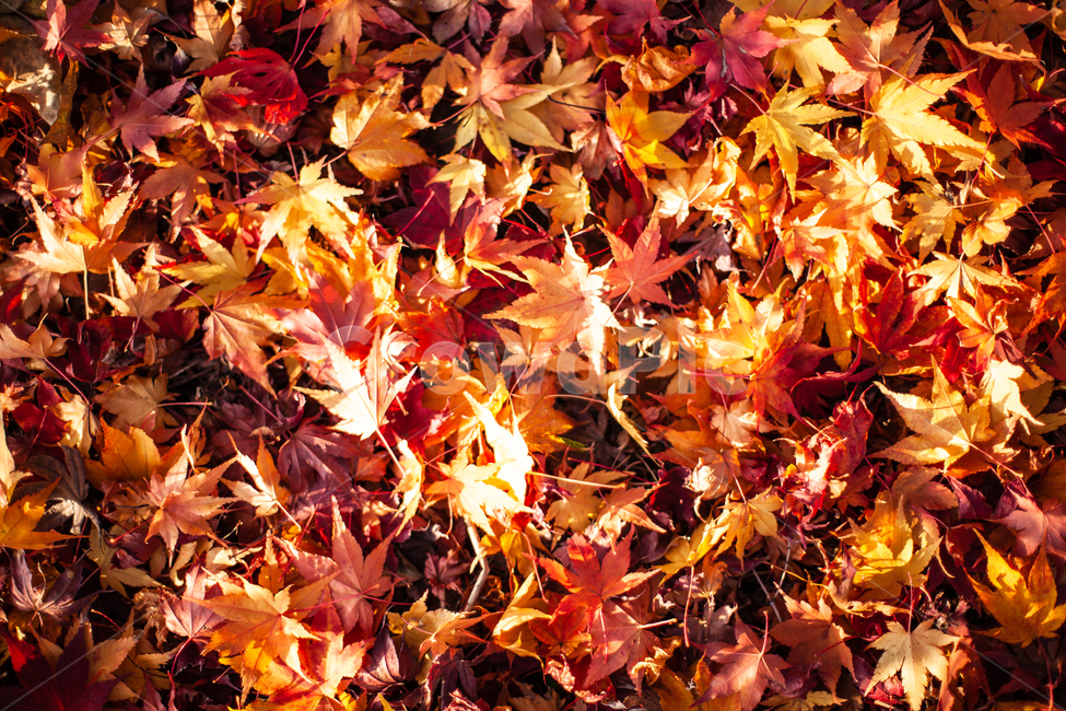 가을,단풍,단풍잎,단풍나무,나무,가을,계절,fall,autumn,season,leaf,잎,plant,식물,tree