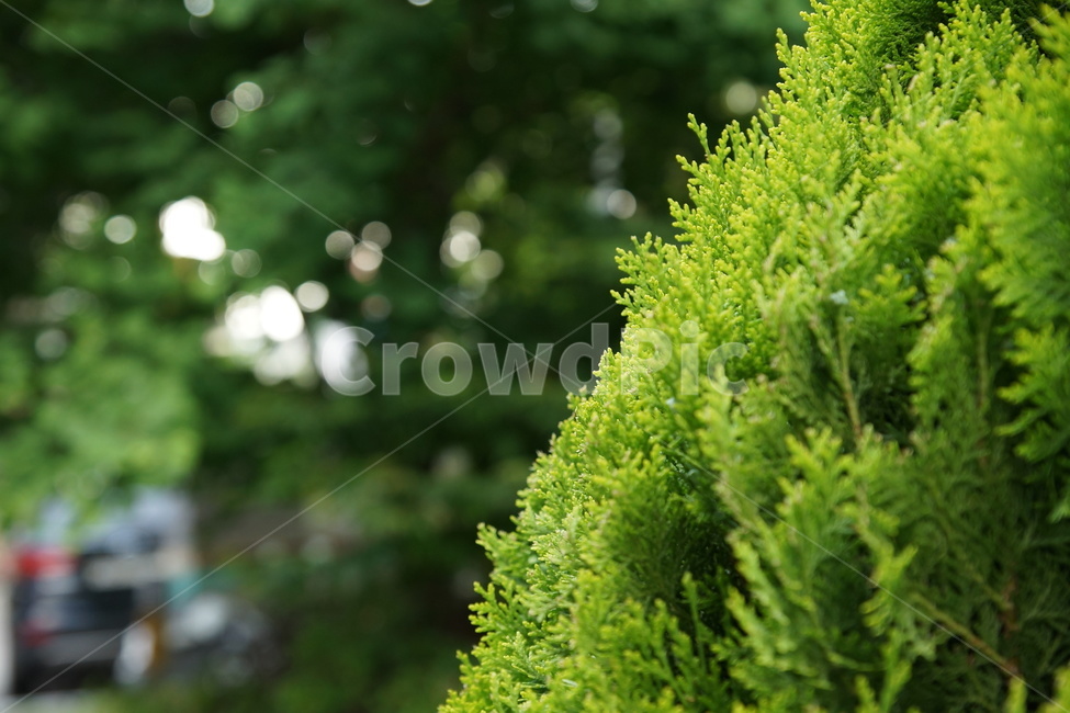 향나무,조경수,plant,식물,녹색식물,식물,자연,plants,nature